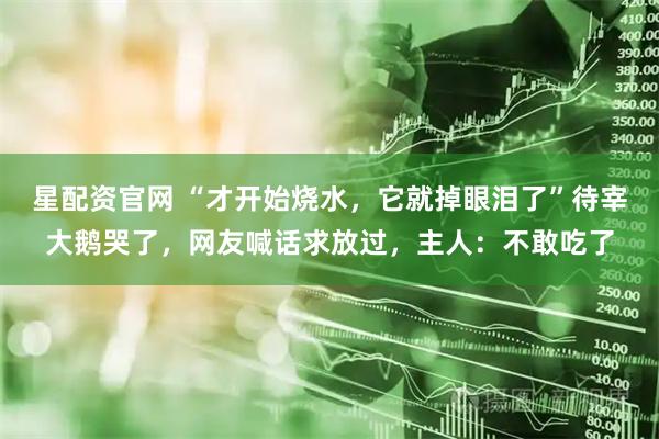 星配资官网 “才开始烧水，它就掉眼泪了”待宰大鹅哭了，网友喊话求放过，主人：不敢吃了